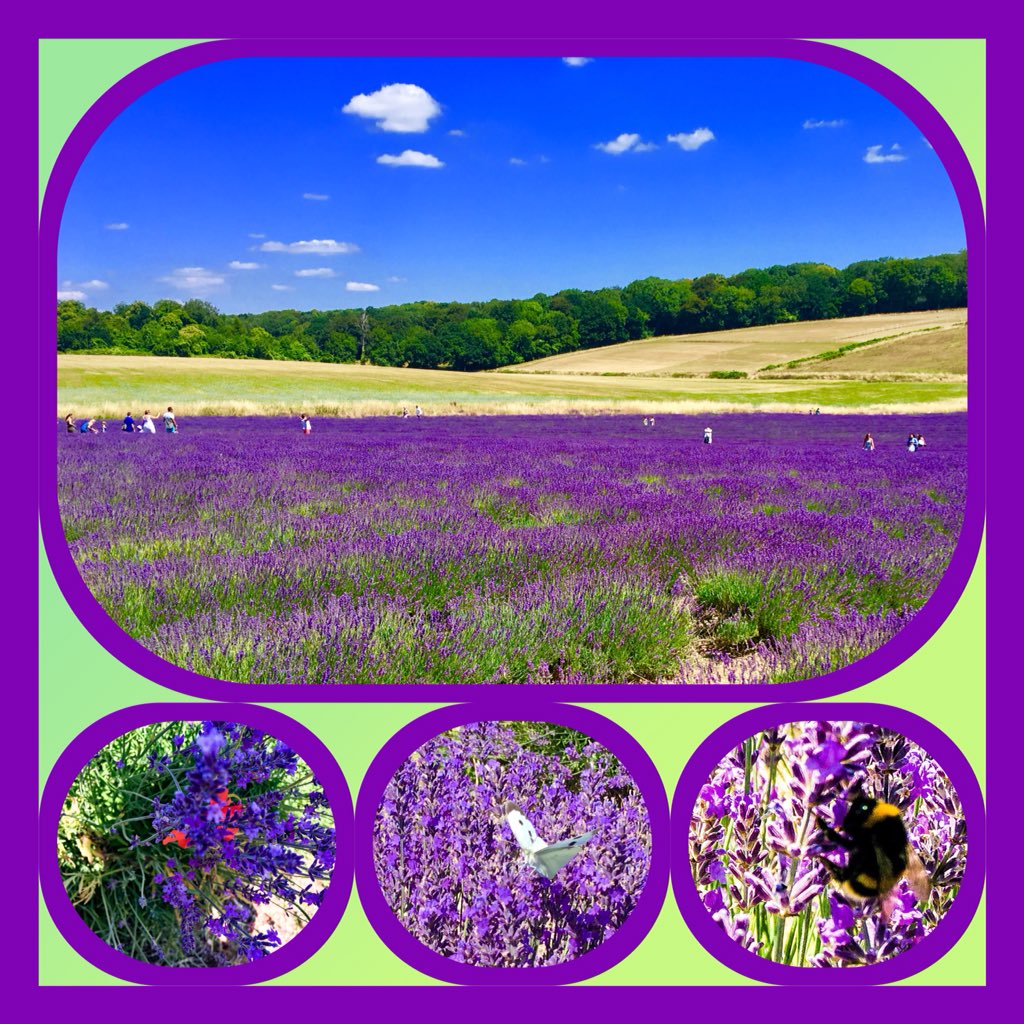 sanshui596's tweet photo. #Lordington #Lavender was established #in2002 by #local #farmer #AndrewElms. After selling his #dairyherd he was looking for a new way to #diversify & decided that #Lavender would be a unique and exciting alternative. #WestSussex #farm #lavendercake #lavenderproducts #bees #nyc https://t.co/3asUdWydkZ
