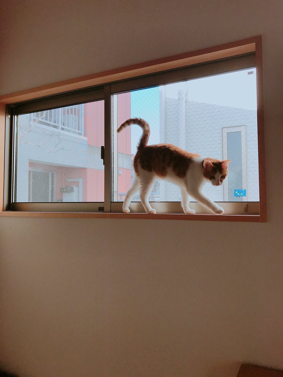 Moo__1023's tweet photo. 7/11に出て行ったきり帰って来ません。
家は大阪市阿倍野区美章園あたりです。
ちょうど1歳なりたてくらいの猫でオスです。出て行ったときは首輪はつけてないです。もし見かけたら連絡ください。 https://t.co/B7Tk6JGdJh