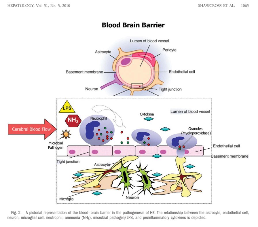 Pts w/cirrhosis & portal htn circulate bacteria from the gut. This causes inflammationInflammation enhances diffusion of NH3 into the brain(review:  https://aasldpubs.onlinelibrary.wiley.com/doi/epdf/10.1002/hep.23367)Don't forget: lots of HE is PRECIPITATED by what, u guessed it, infections (inflammation!)