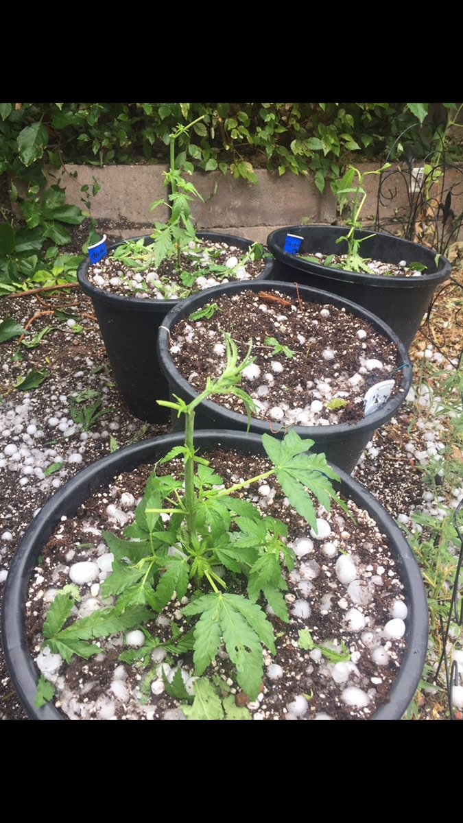 LocalGrowDoesOk's tweet photo. Threw some beans outside just for the fun of it. Hail destroyed them while I was away. They bounced back pretty strong tho. Resilient plant #cannabis https://t.co/zUGm4ywSub