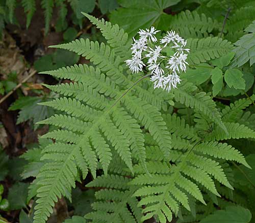 橘 為右衛門 בטוויטר ウソです シダに花は咲きません このシダは ミヤマワラビ 花は ミヤマカラマツ