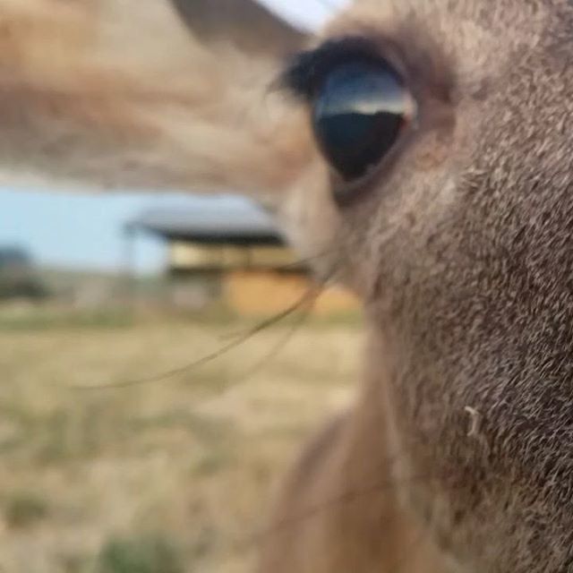 modernsettlers's tweet photo. https://t.co/t5Oj22NoPt - I think someone around us has been feeding the deer, because this guy let me get wayyy too close. Actually came up to our fence to check me out. What a cool experience. #farmlife #deer #wildlife #petaluma https://t.co/D0k4rE2Zzh