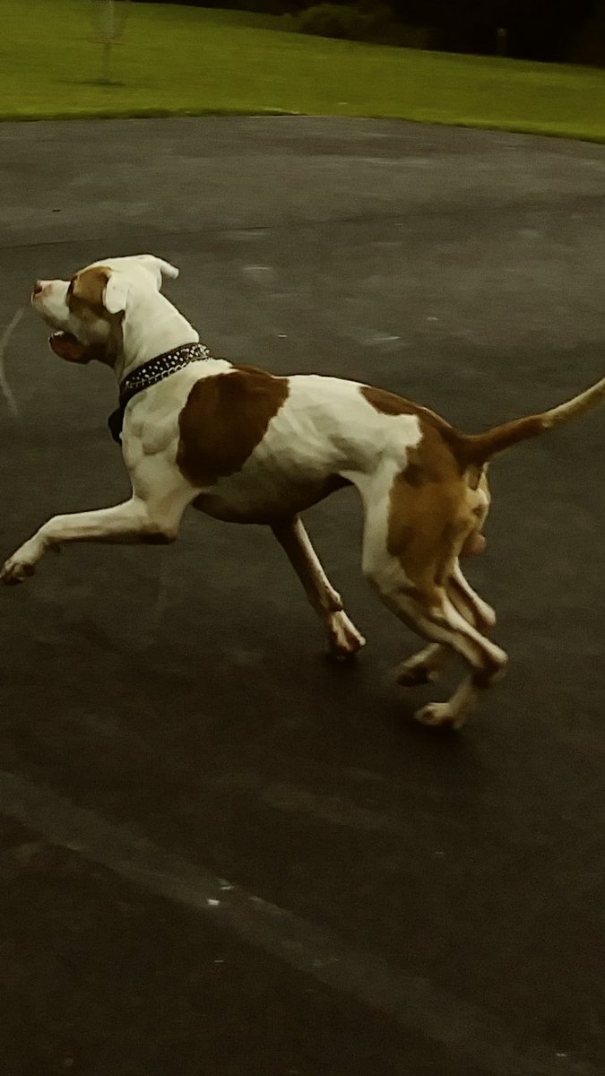 Slickwilly224's tweet photo. @J_H_5 @Echo4Resistance @scribblegurl @AngieNK @sdutIdeas ive raised purebred american pit bull terriers and american bullys for quite some time now.  not one single shred of human aggression to date. and they spend every day amongst 4 kids. the dogs are all varied ages too.  the ine with my son was 8 yrs old. https://t.co/oWLdLwD4Xl