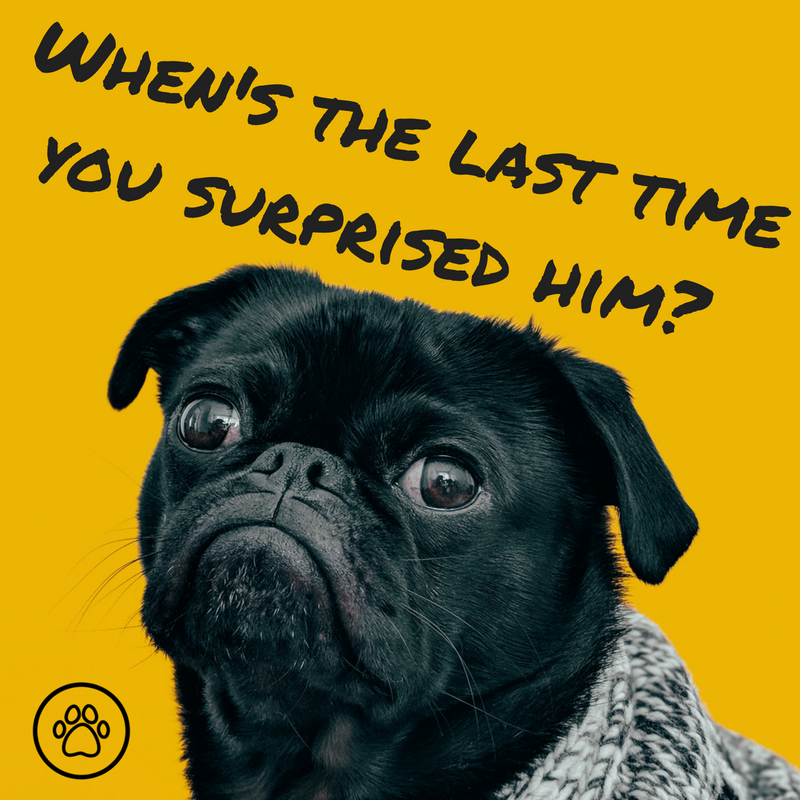 PetTechStore tweet picture