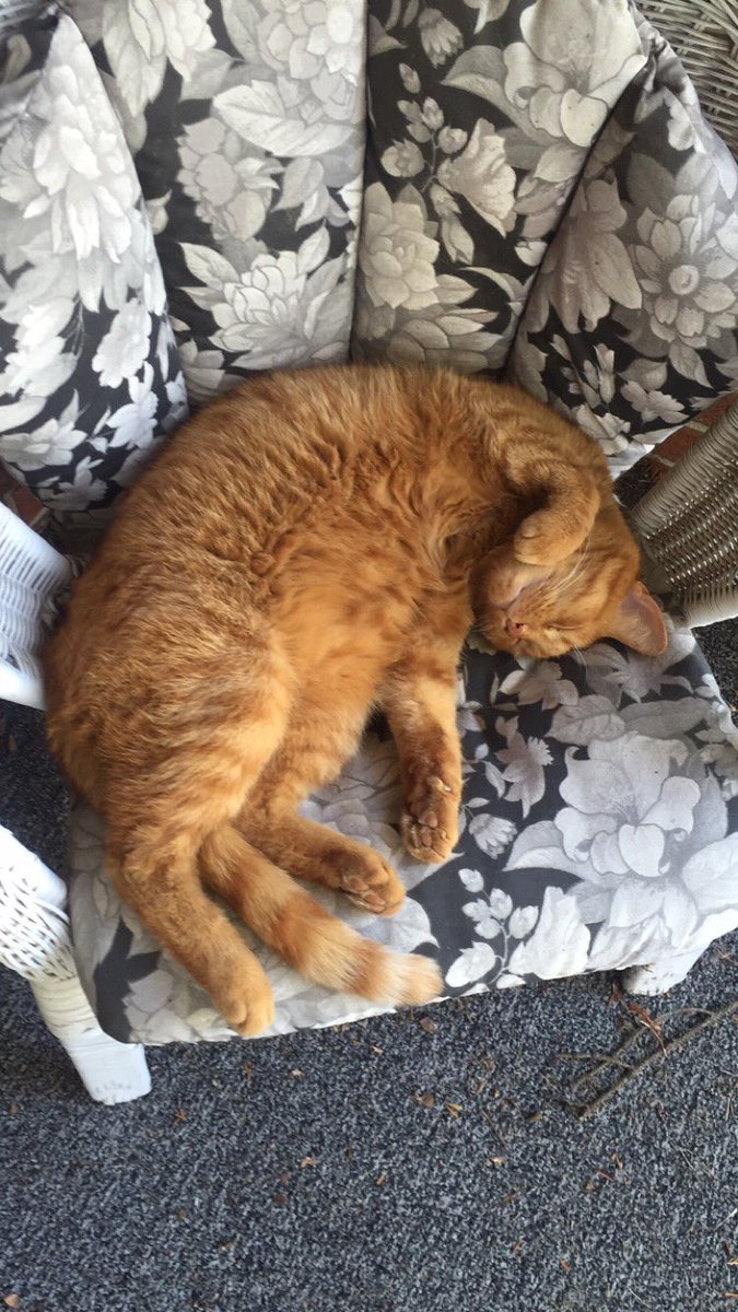 kdainegerous's tweet photo. Found out that my kitty girl of 12 years has mouth cancer recently. Also found out that she’s a boy. https://t.co/7dzMjfhSpQ