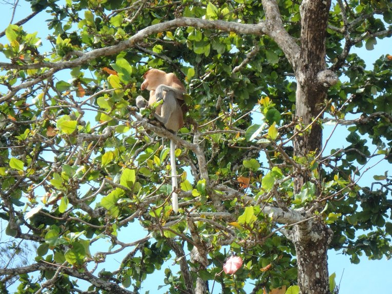 orangutanOC's tweet photo. Our President is in Southeast Asia for the 10th annual Orangutan Veterinary Advisory Group (OVAG) workshop. Here are some photos from her travels! Leaf monkeys, proboscis, macaques, wild pigs and beautiful sunsets! https://t.co/nj7CKvndaU