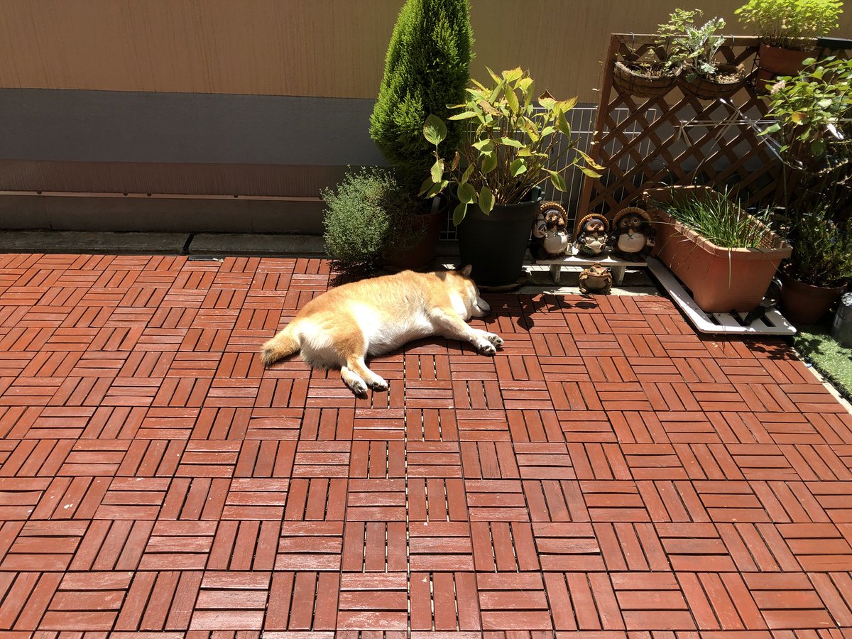 תג 悪天候に晒される柴犬 בטוויטר