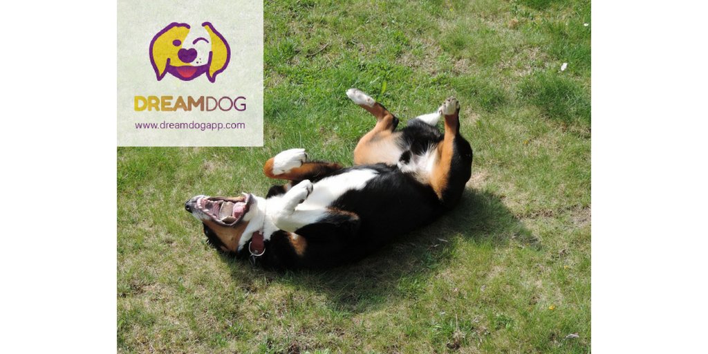 Having a hard time? Petting dogs helps you relaxing #DreamDog
dreamdogapp.com