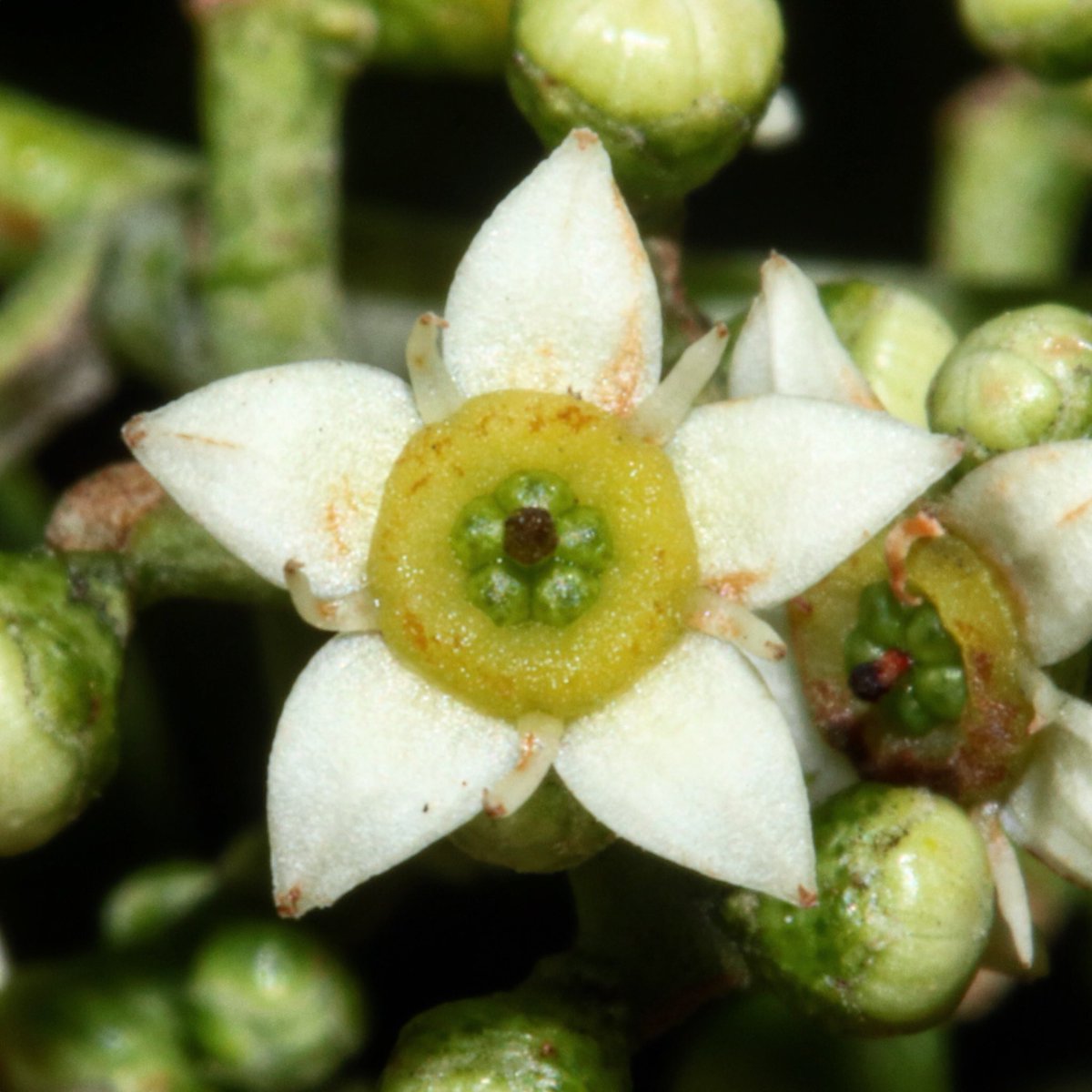 jason_nge's tweet photo. Geijera parviflora flowering in South Australia. #Geijera #GeijeraParviflora #Rutaceae #australianFlora #SouthAustralianflora #SouthAustralia #wildflowers #nature #botany #biodiversity #NaturePhotography #plantphotography https://t.co/ywOMViLN4j