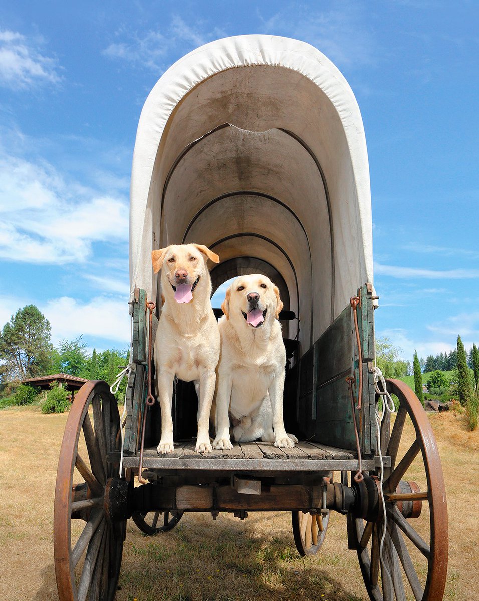 Meet Paco and Bumper from <a href="/pfeifferwinery/">Pfeiffer Winery</a> in the new Wine Dogs Oregon book. Obsession: The Welcome Wagon. #labrador #oregonwine #oregon #oregondogs #dogs #winedogs #winerydogs #doglover #dogoftheday #ILoveMyDog #oregonwinecountry @oregonwineboad <a href="/oregonwinepress/">Oregon Wine Press</a> @oregonwinetrav