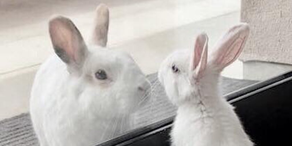 DawnDacquisto's tweet photo. Every step we take counts! ๐ฐ ๐
Do the best you can today!
๐ท @agirlnamedcharles
#dawndacquisto #lbrialoedawn #bunnylove #aloevera #skincarespecialist #vegan #crueltyfree #madeintheusa #organic #over40 #over50 #carlsbad #sandiego #california #glowstrong #bunny https://t.co/vkyWdrj7vT