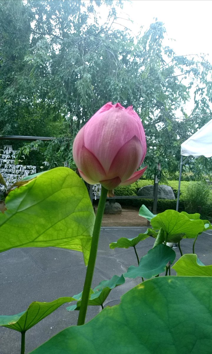 大川被服営業部のつぶやき A Twitter ７月の誕生花の 睡蓮と蓮の花が好きです 真水でも咲きますが 泥水が濃ければ濃いほど 大きく綺麗な花を咲かせます 控えめだけど凛としていていいです 花言葉は 清純な心 甘美 優しさ 信頼 だそうです まゆみ