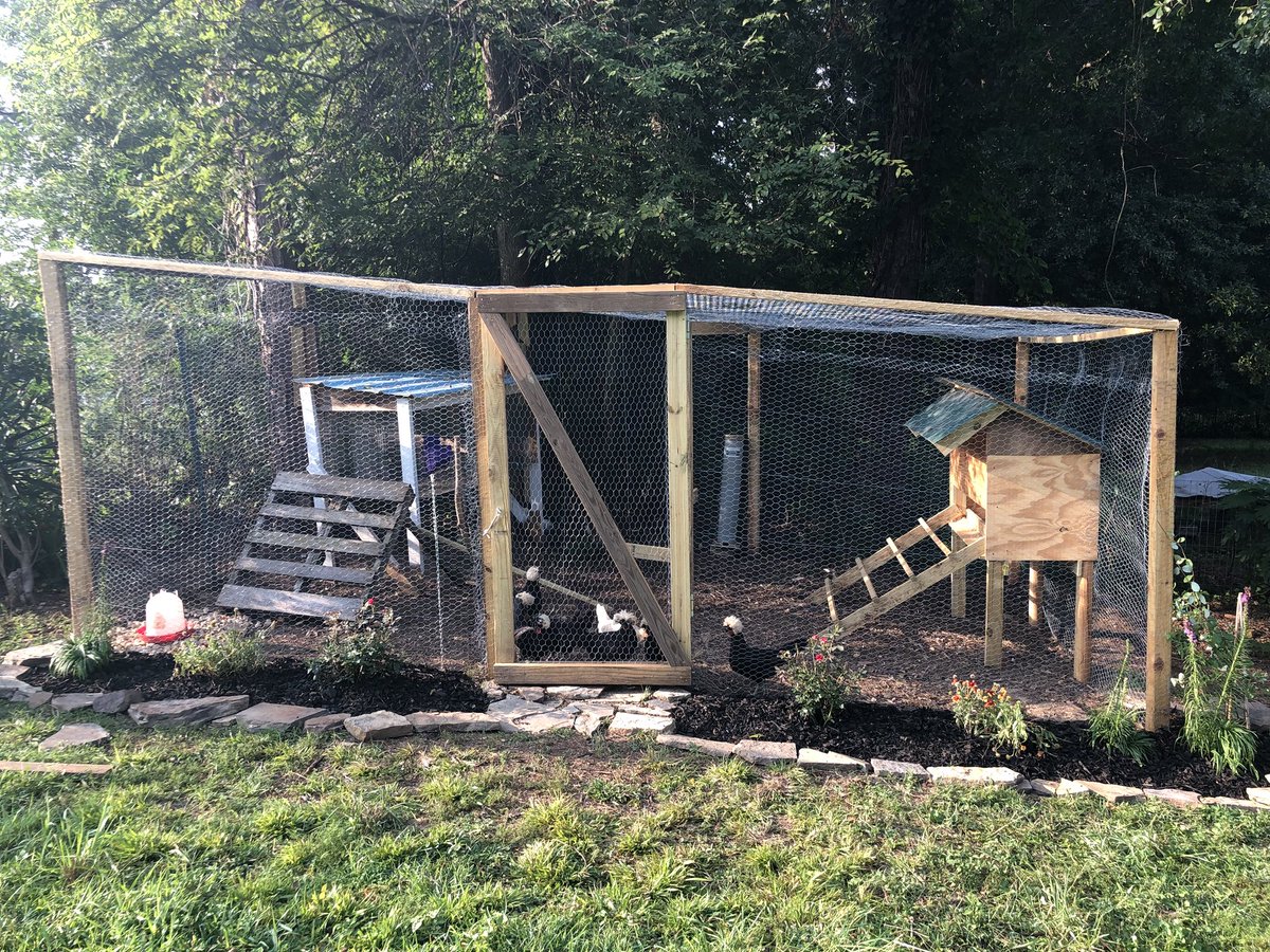 _PeyPeyG's tweet photo. My new #henden gives me serious anxiety about ever leaving Auburn. #chickens #tinyraptors. https://t.co/IqXyDQ7Paf