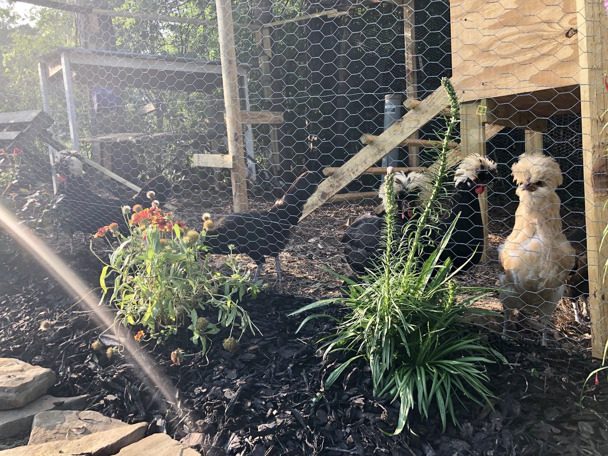_PeyPeyG's tweet photo. My new #henden gives me serious anxiety about ever leaving Auburn. #chickens #tinyraptors. https://t.co/IqXyDQ7Paf