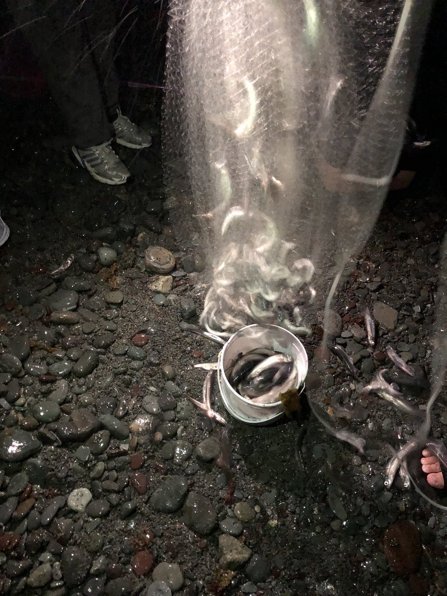 CollectiveMRKTG's tweet photo. Tonight I saw the capelin roll in at Middle Cove and it was one of the coolest things I’ve ever seen! 
#Newfoundland #capelin #middlebay https://t.co/cwEP44RjY5