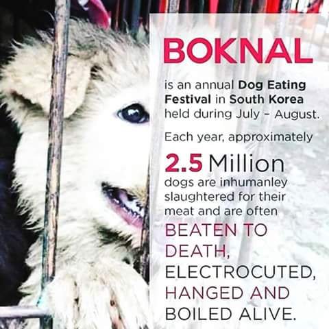 annamoor1995's tweet photo. .@WHO .@UNDPasiapac #SouthKorea is expected 2 #SLAUGHTER as high as up to 1 Million dogs during Boknal 2 make #Soup 2 #COOL People! The Boknal days are: Chobok - July 17Joongbok - July 27
Malbok - August 16. #TORUTURE #ELECTROCUTION #BEATEN 2 Death, Cooked #ALIVE after poor life! https://t.co/GjPjsE1ScF