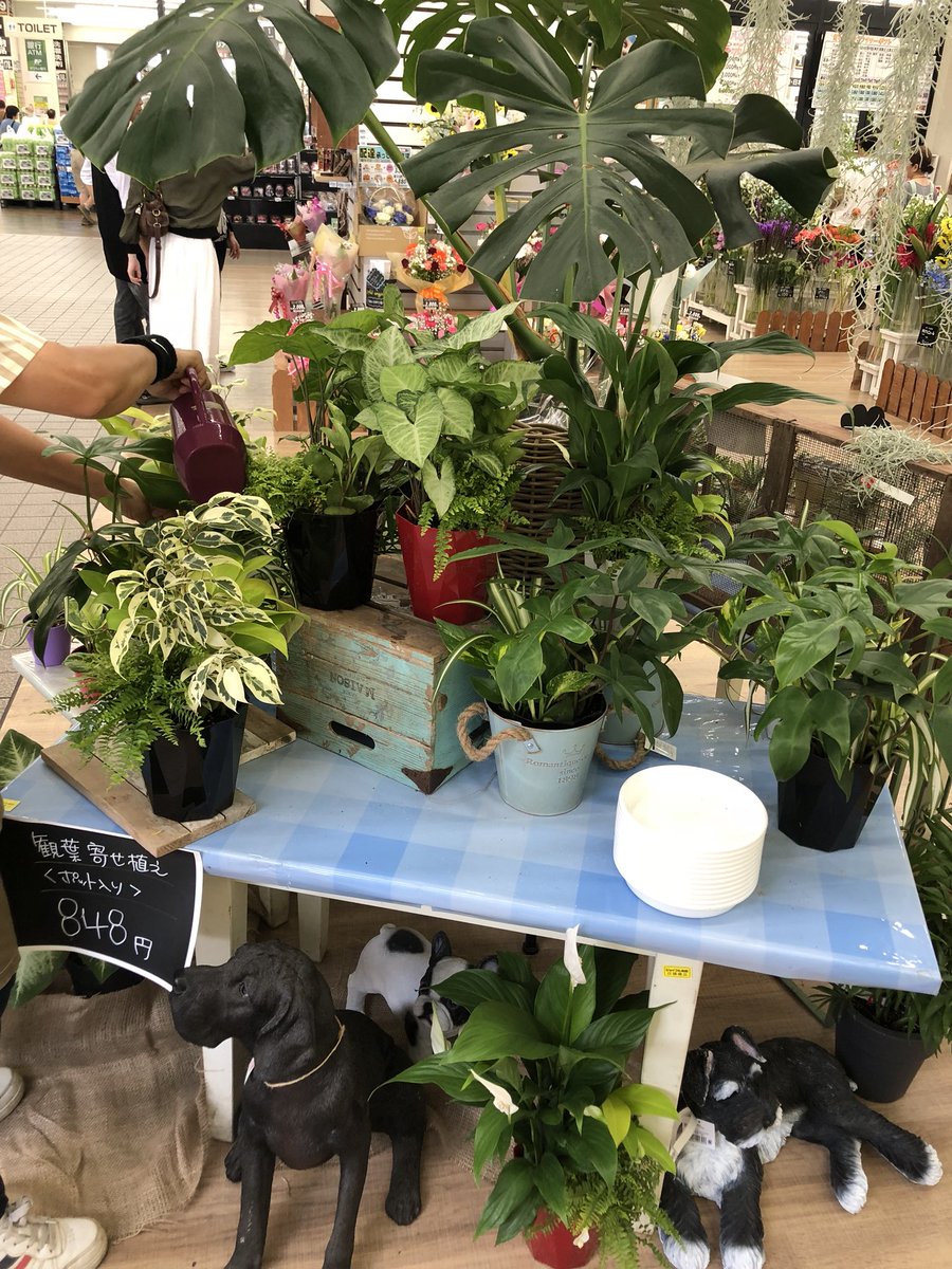 ジョイフル本田 ガーデンセンター 幸手店 ガーデン館 埼玉 ホームセンター切花売り場にて 夏のインテリアに最適な 観葉植物販売中 夏から始めるグリーンインテリアには 観葉植物がオススメです