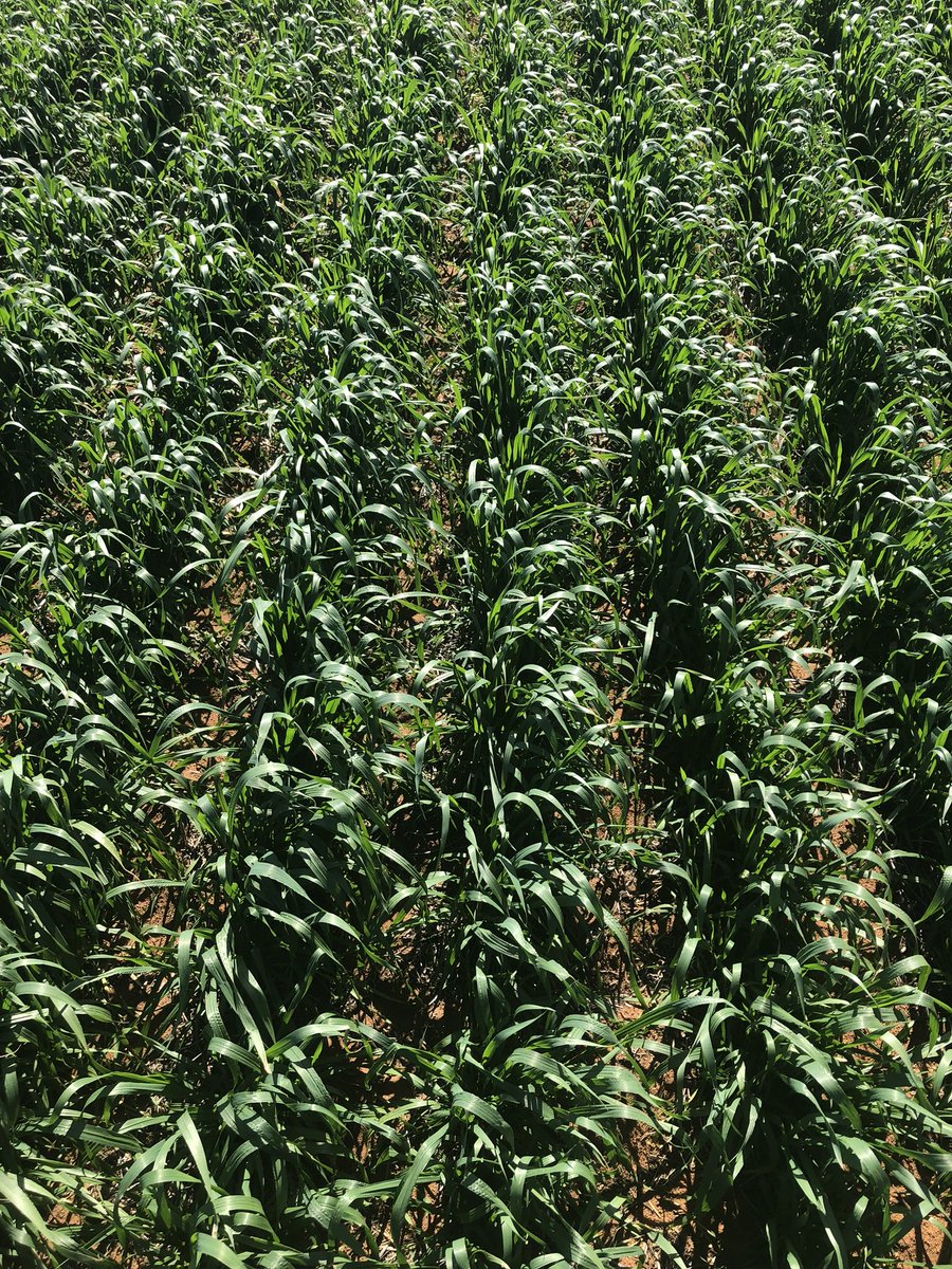 Stefan Schmitt tweet media