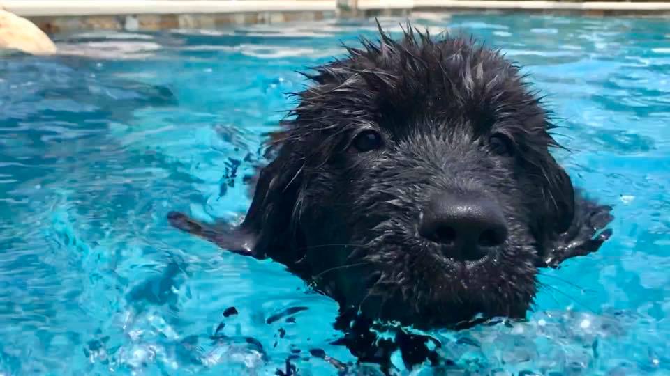 Teddy has officially learned how to #swim 😍🐶 He's such a big boy now!! 
@dog_rates @CuteEmergency @DailyPups @AmaziingPuppies @TheDaiIyPuppy