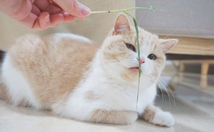 YcsjPet's tweet photo. It likes cat grass. https://t.co/o8jpPaWZAF