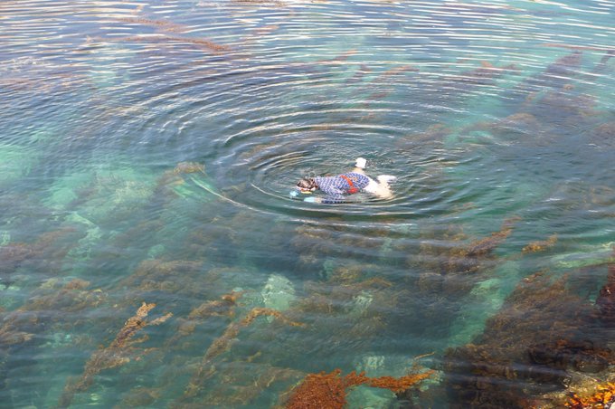 舟渡海水浴場海開きのtwitterイラスト検索結果 舟渡海水浴場海開きのtwitterイラスト検索結果