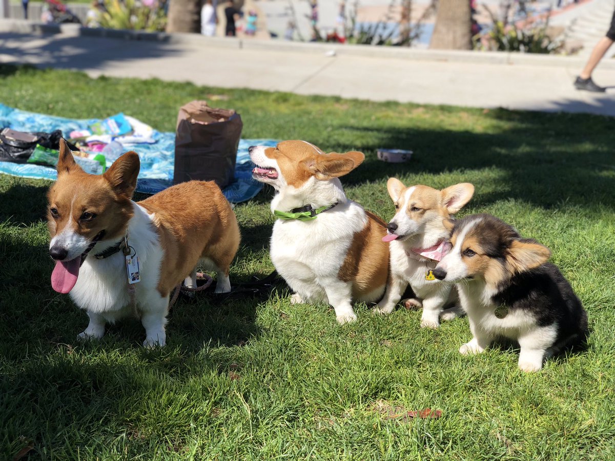 AnaTheCorgi's tweet image. Wow, new puppy #furiends  .
#CorgeousCorgis #CorgisRuleTheWorld