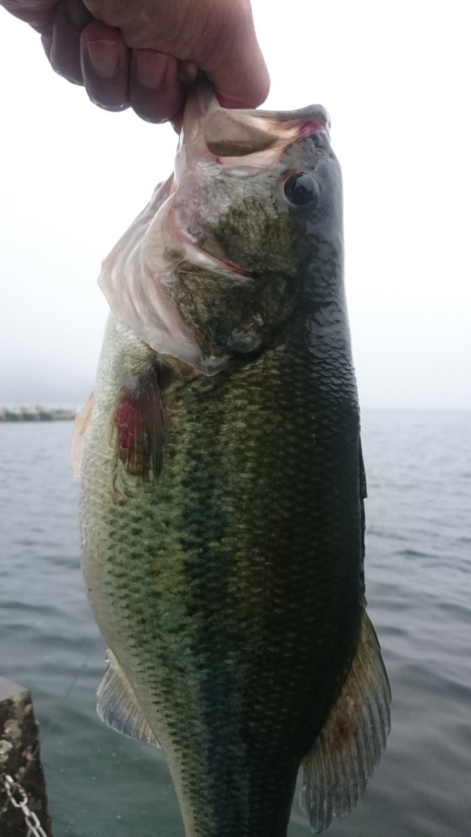 芦ノ湖バス釣り Twitter Search Twitter