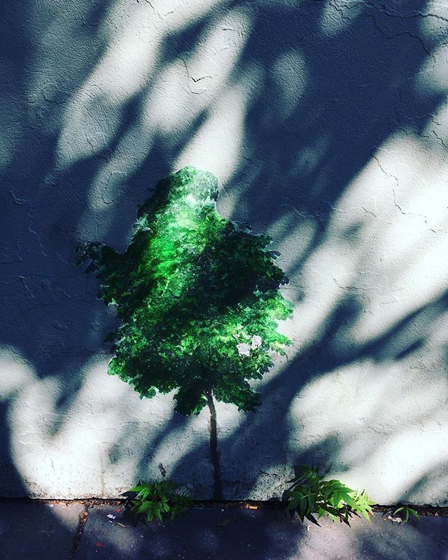 soshanau's tweet image. Trees 🌳 #treeshadow #treereflection #lightandshadows #light #shadow #trees #streetlife #ladurée #soho #newyork #newyorkcity #nyc ift.tt/2ulTPwj