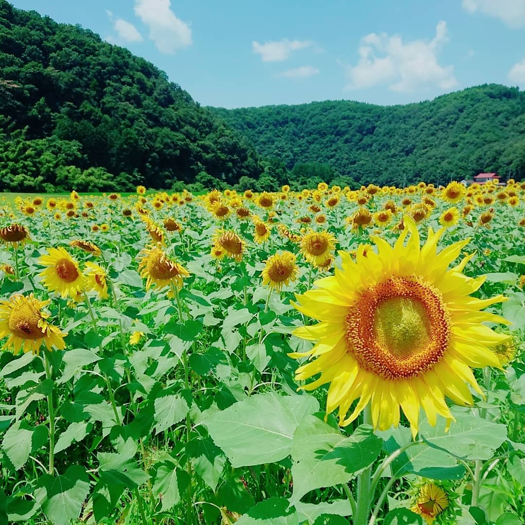 きいすけ على تويتر 広島県三次市にある君田のひまわり畑 今年は大雨の影響で育ちが良くないらしい けど 行ってみると元気なひまわり がたくさん咲いてました しかもひまわり積み放題という太っ腹 可哀想だなと思いながら1輪いただいて 一輪挿しに生けてます きいすけ على تويتر 広島県三次市にある君田のひまわり畑 今年は大雨の影響で育ちが良くないらしい けど 行ってみると元気なひまわり がたくさん咲いてました しかもひまわり積み放題という太っ腹 可哀想だなと思いながら1輪いただいて 一輪挿しに生けてます