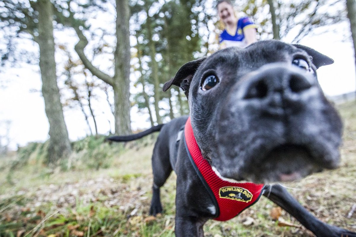 ScottishSPCA's tweet image. Today Westminster is debating adding Staffies to the banned breeds list. We do not agree with adding ANY breeds to the list and instead believe that higher sanctions should be available for those who own dangerous dogs, including a life ban on dog ownership. #DeedNotBreed