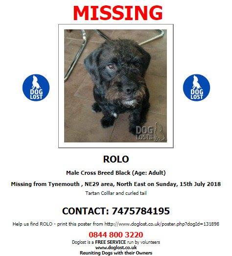 gelert01's tweet photo. 🚨Worst nightmare come true! on hols N your dog goes missing!🚨

‼️Rolo missing Tynemouth Beach 15/07/2018‼️ 

did YOU 👀ROLO?👀Last seen Front St! 

🐦RT to help find ROLO!🐦 Lets make this baby HOT!🔥

Can you do this?  YES YOU CAN!! https://t.co/Z5tjHhvAlJ