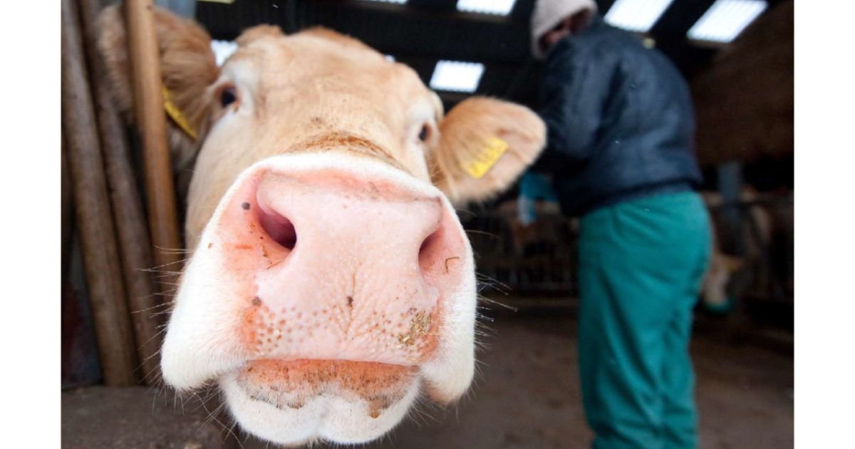 Op biologisch veevleesbedrijf de Eilandstal werken dagelijks zo'n twintig verslaafden, ex-verslaafden en andere 'zorgvragers' uit Amsterdam. 'Ik wilde weer aan de slag, kwam hier terecht en werd meteen verliefd op Martin, het varken.' buff.ly/2NQqGRQ