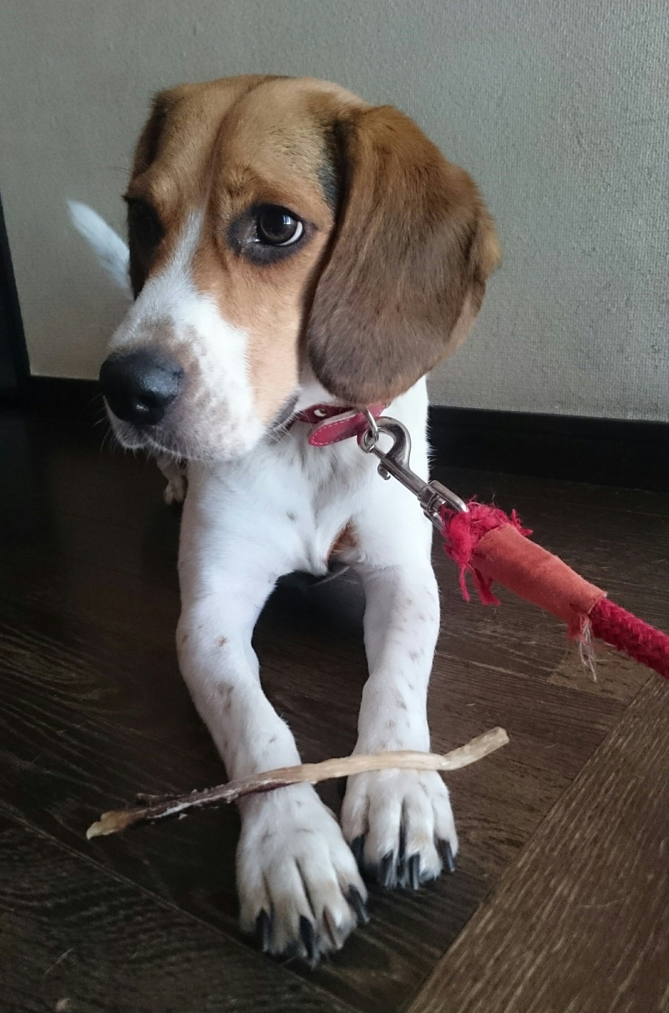 ビーグル犬はなお 暑すぎて なかなかさんぽに行ってあげれない ビーグル犬はなお ビーグル犬 ビーグル Beagle Beagles ビーグル犬はなお 暑すぎて なかなかさんぽに行ってあげれない ビーグル犬はなお ビーグル犬 ビーグル Beagle Beagles