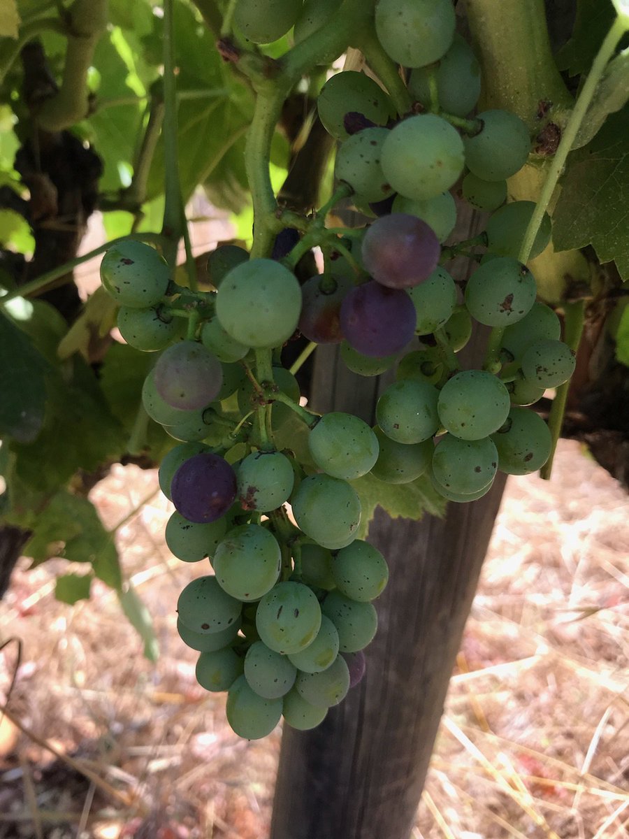 Même les vignes se mettent au bleu !!! 🇫🇷⚽🎉🎊⚽🇫🇷
Véraison d'une syrah dans les Costières de Nîmes 
#CHAMPIONSDUMONDE #veraison #syrah #CostièresDeNîmes