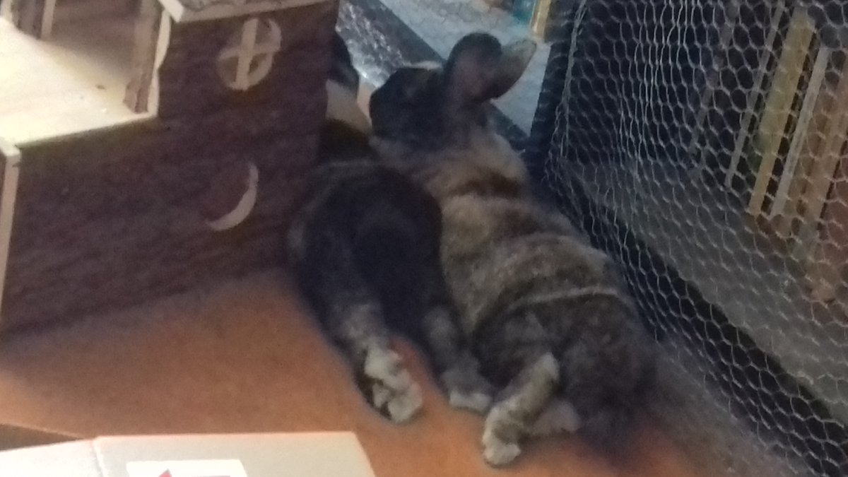 Cameraquality is bad but bun butts