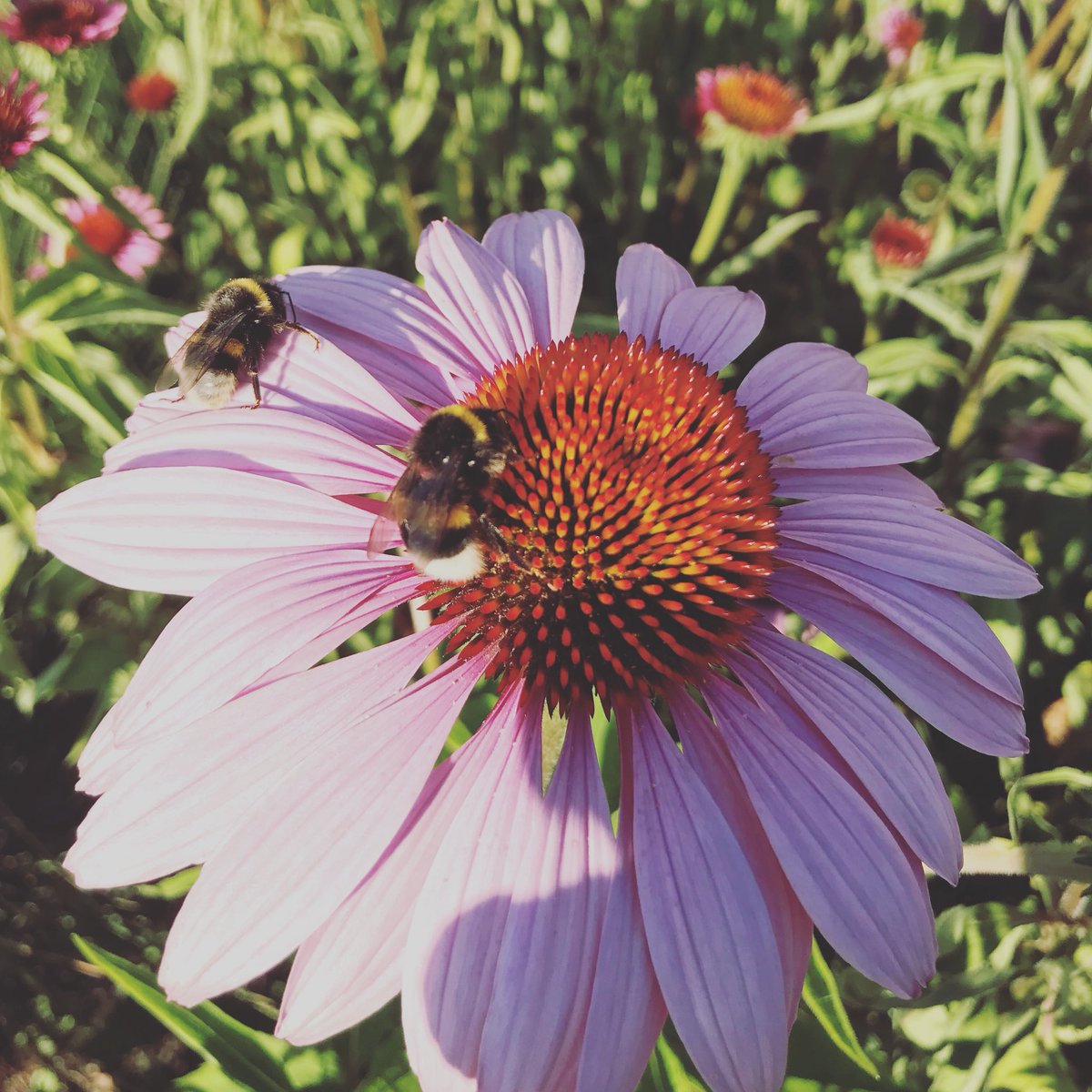 hetschaartje1's tweet image. Prachtige bloemen in bloei in de #beleeftuin van de #paasbergen. En heel veel bijen🙂