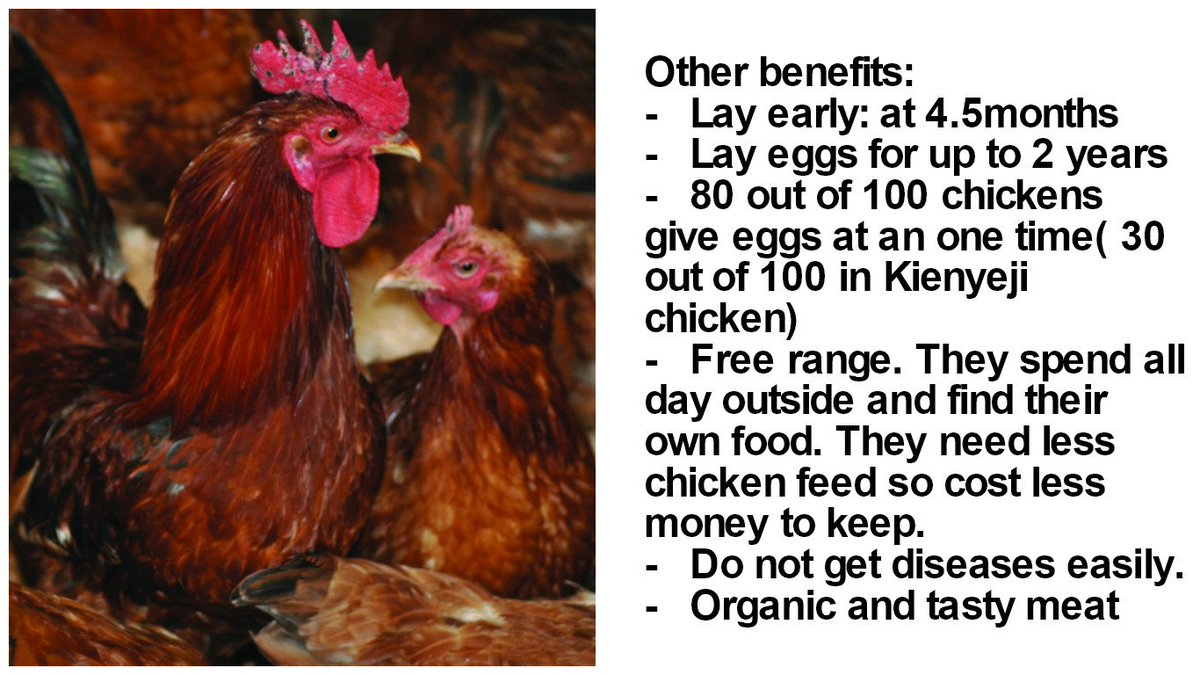 Shamba Shape Up On Twitter Keep Kenbro Chickens For Both Eggs And