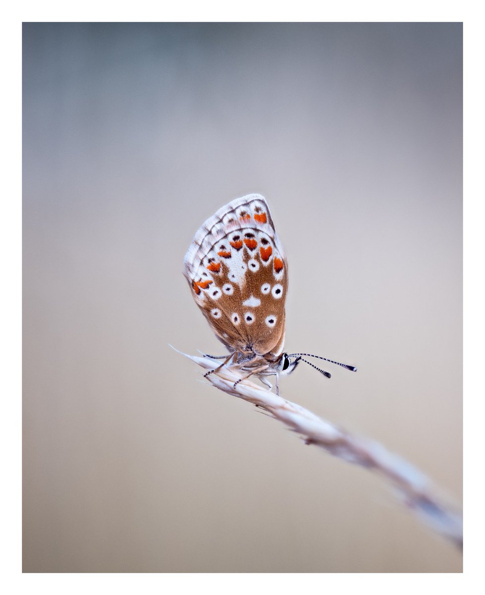 the underwing of a female butterfly, as it rests on a blade of grass