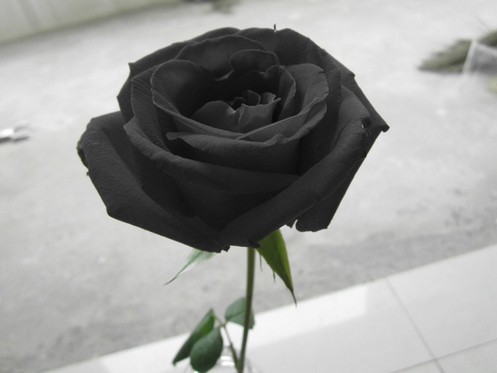 すべての美しい花の画像 新鮮な黒い 薔薇 意味