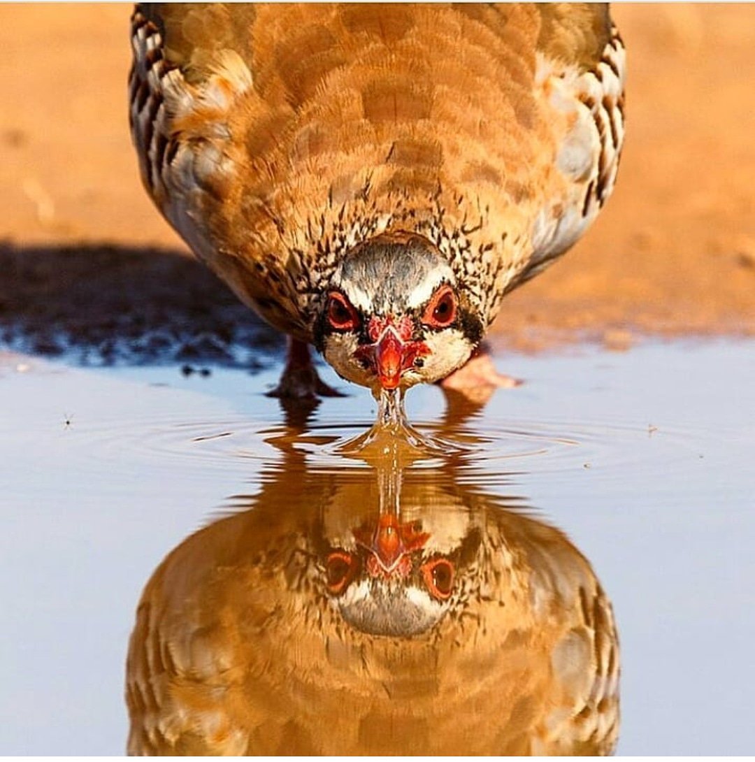 cocinandocaza's tweet photo. #CocinandoCaza 
Fotaza de nuestros compañer@s @caçadores_portugueses
"A rainha de la caça menor"
"La reina de la caza menor"

#PerdizRoja #Alectorisrufa #PerdizVermelha #PerdizVermella #PerdiuRoja #RedPartridge #PerdrixRouge #rotesRebhuhn #LaReina https://t.co/TIWq09dDXU