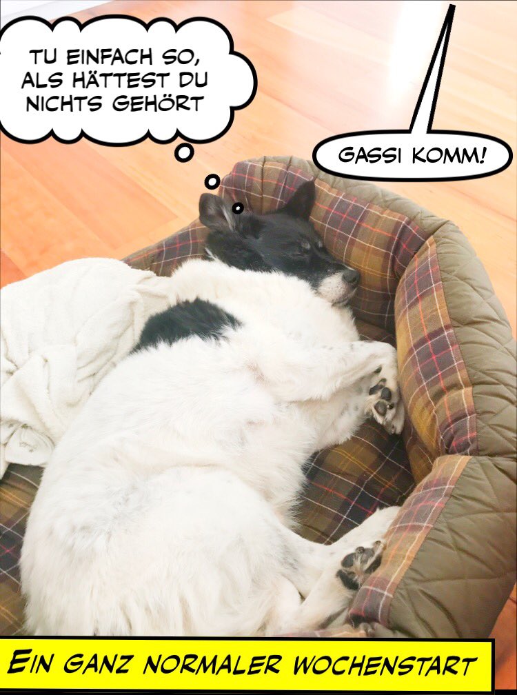 sparky_hh's tweet photo. #Wochenstart https://t.co/NZKDT9Cmpv
