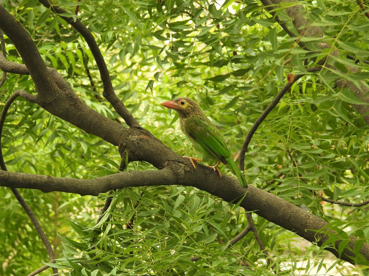 nehaa_sinha's tweet photo. A Brown-headed Barbet in the arms of a mature Neem tree, captured just now. Can you feel the trees's presence? This doesn't happen overnight. A Grand Old Delhi tree is mature, large, native. It cools asphalt, provides habitat, fresh air.
It is irreplaceable. #savedelhisavetrees https://t.co/5YZ4GocpJC