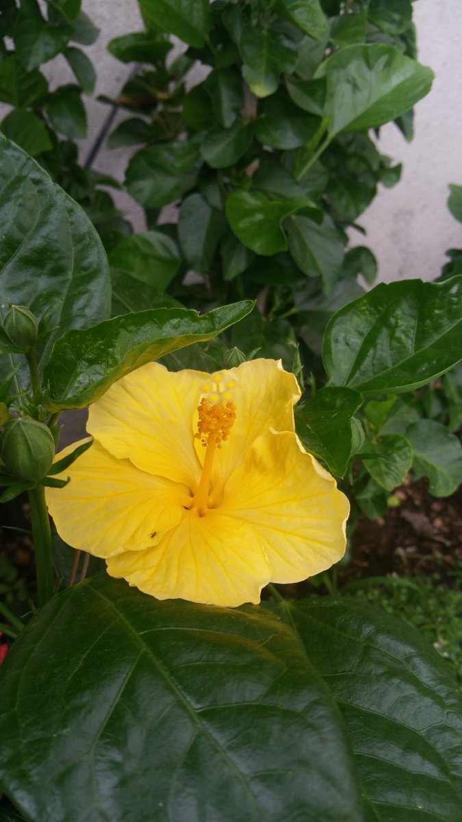 #ibiscus #ibisco #yellow