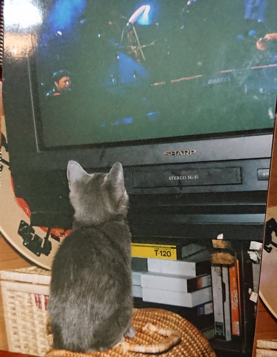 猫テレビ見る