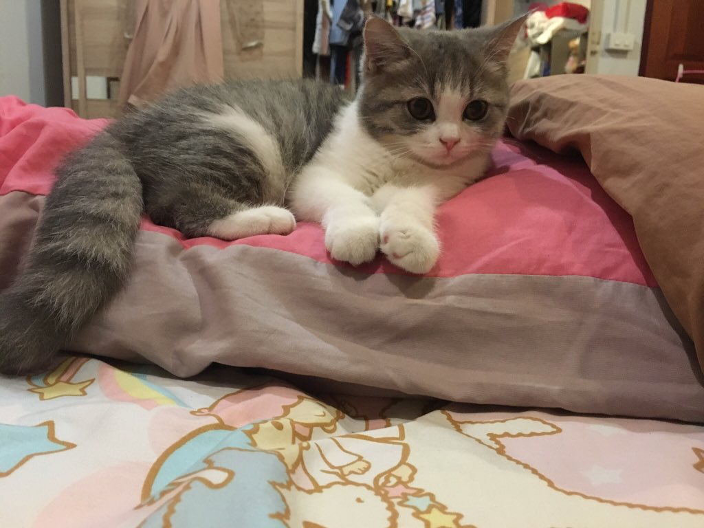 Janejadchiow's tweet image. ชีวิตที่มีแมวคือ รู้สึกคอมพลีทขึ้นมาก ตื่นเช้าขึ้น(เพราะแมวปลุก) ห้องสะอาดขึ้น (เพราะกลัวแมวจะป่วย) อ่อนโยนขึ้น (เพราะเป็นแม่แล้ว) นอนเร็วขึ้น (เพราะเล่นกับน้องจนเหนื่อย) 

ที่สำคัญคือ รู้สึกได้รับความรักมาก แบบ unconditional love