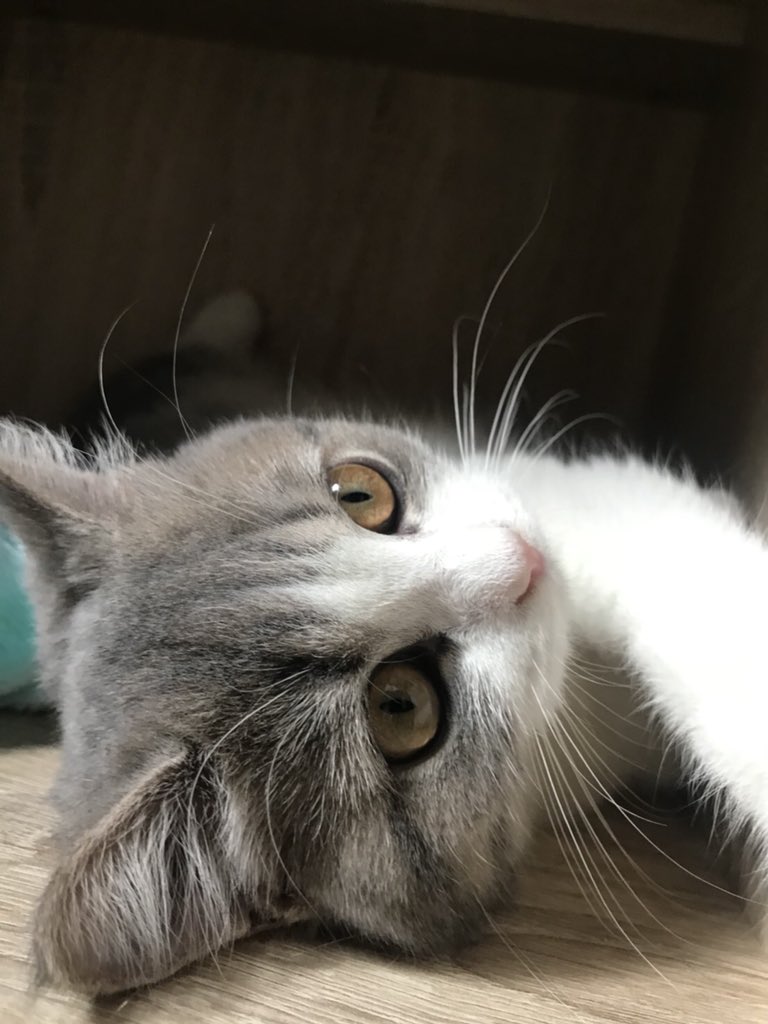 Janejadchiow's tweet image. ชีวิตที่มีแมวคือ รู้สึกคอมพลีทขึ้นมาก ตื่นเช้าขึ้น(เพราะแมวปลุก) ห้องสะอาดขึ้น (เพราะกลัวแมวจะป่วย) อ่อนโยนขึ้น (เพราะเป็นแม่แล้ว) นอนเร็วขึ้น (เพราะเล่นกับน้องจนเหนื่อย) 

ที่สำคัญคือ รู้สึกได้รับความรักมาก แบบ unconditional love