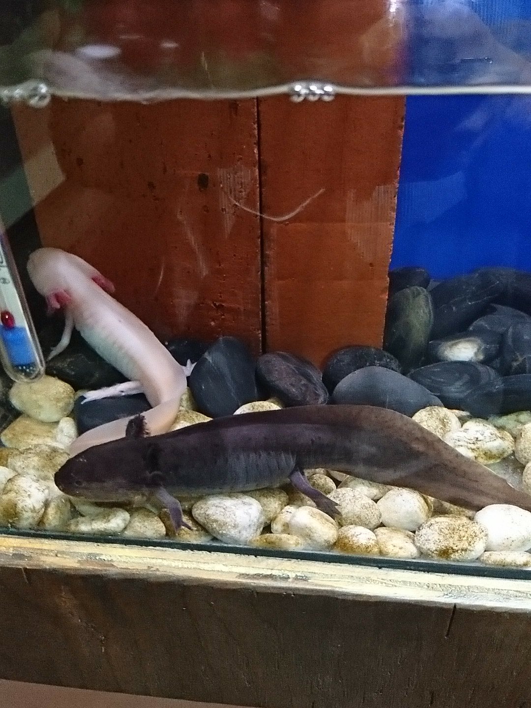 貝渦 黒と白のウーパールーパー可愛い T Co K0zotq3vgt Twitter