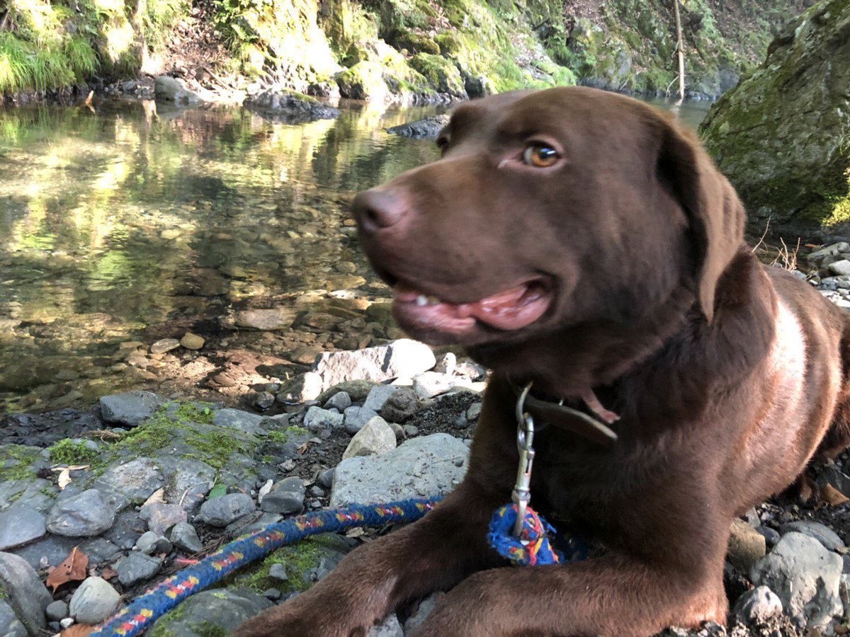 らはのひ En Twitter 暑い日はやっぱり川遊び ラブのロイくん ラブラドール 秋川渓谷 東京檜原村