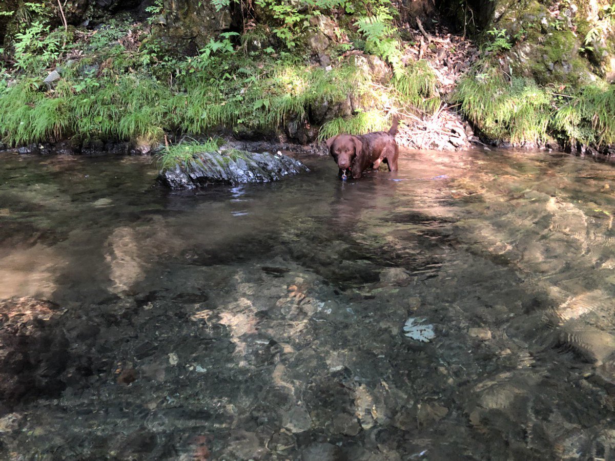 らはのひ En Twitter 暑い日はやっぱり川遊び ラブのロイくん ラブラドール 秋川渓谷 東京檜原村