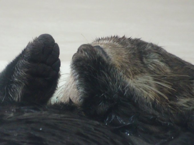 松阪牛のtwitterイラスト検索結果 古い順